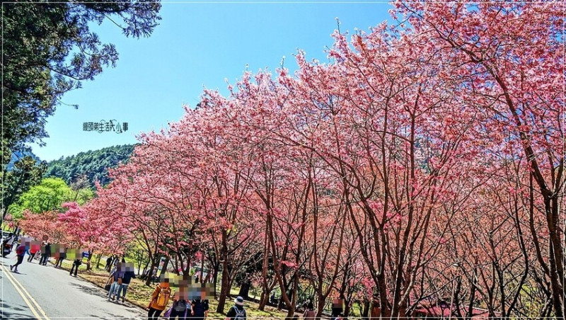 賞櫻最佳時光！台中武陵農場櫻花祭：探索台灣最美的櫻花秘境與熱鬧盛況