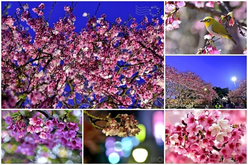 不一樣的賞櫻：台北東湖【2024樂活夜櫻季】，愛在花間超浪漫