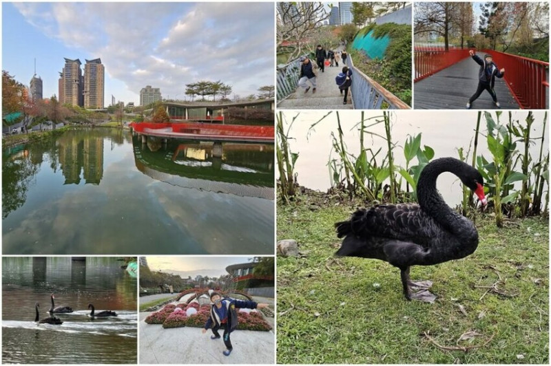【台中景點】秋紅谷景觀生態公園-浪漫散步，看黑天鵝水上滑行 - 捲貓貪玩客