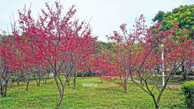 桃園中埔二號公園：近距離拍攝粉紅八重櫻，市區賞花新熱點