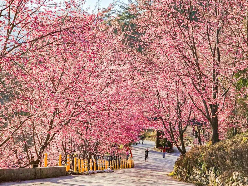 新竹縣尖石鄉一片粉紅花海！上帝的部落櫻花季開跑