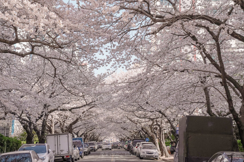 韓國釜山 南川洞櫻花路 釜山櫻花景點推薦 超美櫻花隧道