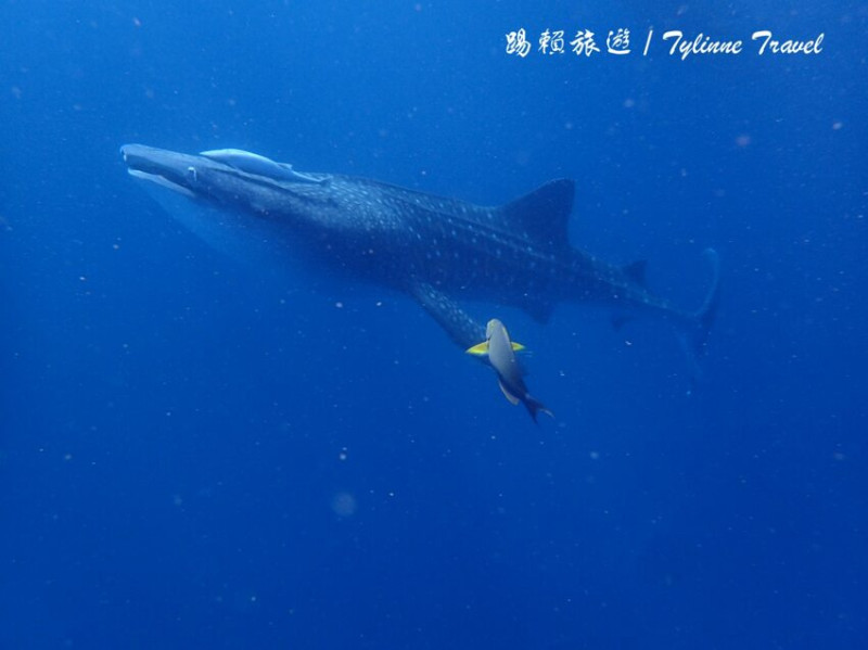 日本【沖繩景點】讀谷村與鯨鯊共游，近距離看可愛鯨鯊 | 親自餵食魚群 | 浮潛、潛水好選擇 | 日本熱門景點推薦