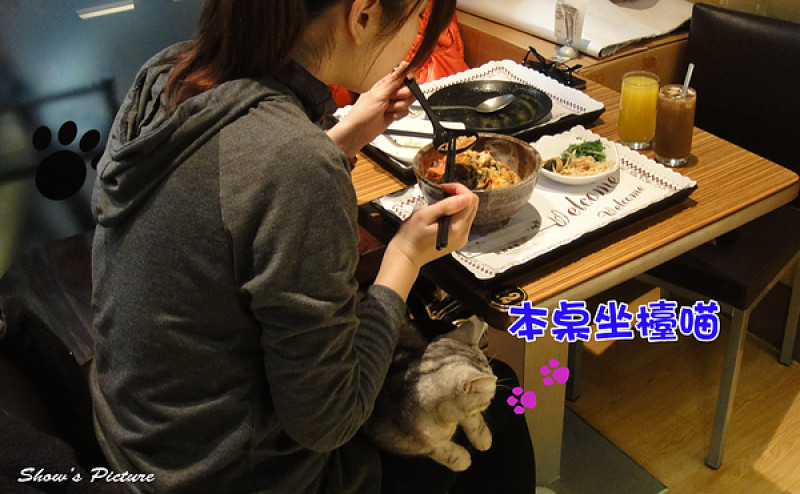 【元氣貓主題餐廳】喵小姐坐大腿陪吃飯
