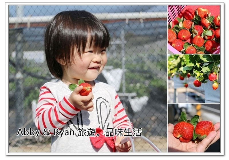 【苗栗大湖採草莓】新光草莓園~高架草莓莓。又紅又大的草莓好誘人！