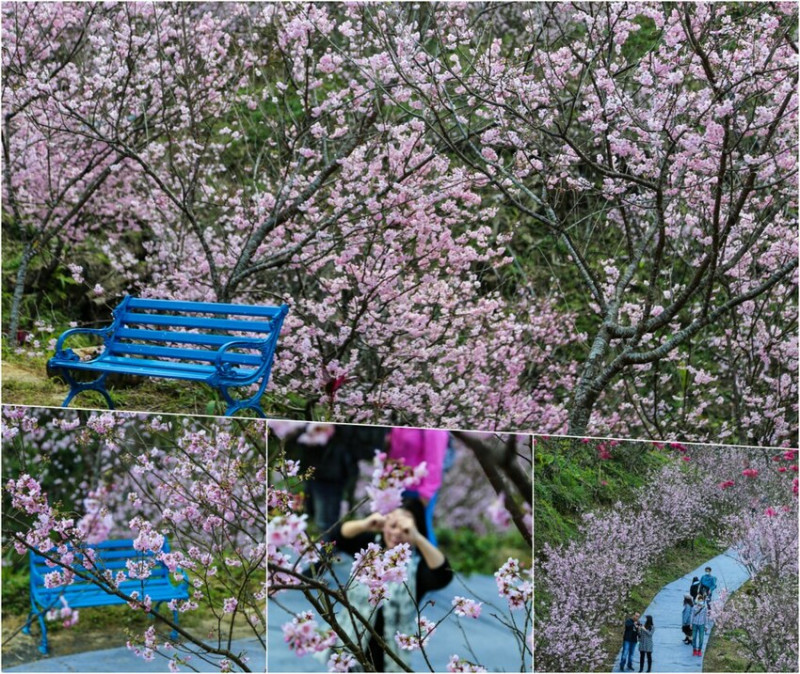 (新北賞櫻景點)三峽大熊櫻花林,種植六種櫻花品種超過3000多棵櫻花輪流綻放~花期至4/30為止,快找時間來拍美照