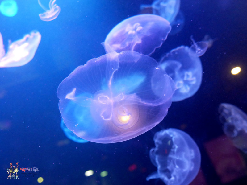【桃園消夜】營業到凌晨2點《Jellyfish Bistro水母餐酒館》一大面牆的活水母魚缸~讓你吃飯喝酒邊看水母漂來漂去 | 哪哪麻