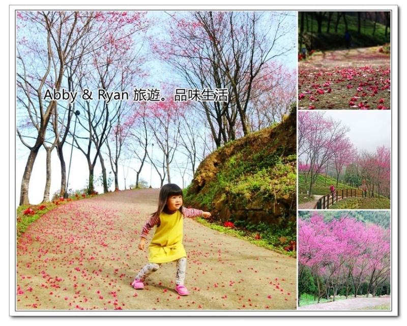 【桃園復興景點】桃園櫻花~翠墨莊園。1千多顆櫻花樹/浪漫步道隨你走！