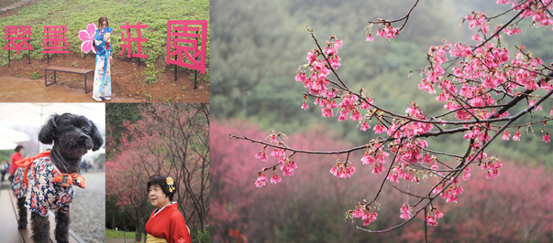賞櫻新秘境 翠墨莊園 千顆緋紅山櫻 免飛日本 和服體驗期間限定 漫步在櫻花步道下
