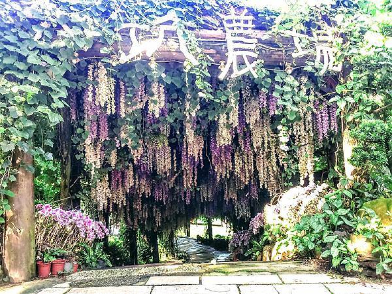 【旅遊】台南大坑農場紫藤花海當網美！新化林場「森」呼吸