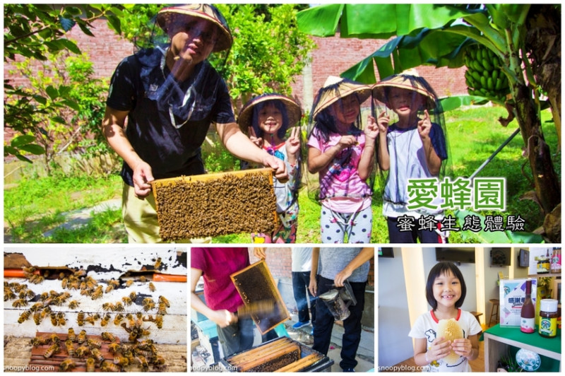 【新竹親子景點】新竹蜜蜂生態體驗｜愛蜂園愛蜂主題館～蜜蜂生態導覽、蜂蜜採收體驗，近距離與蜜蜂接觸