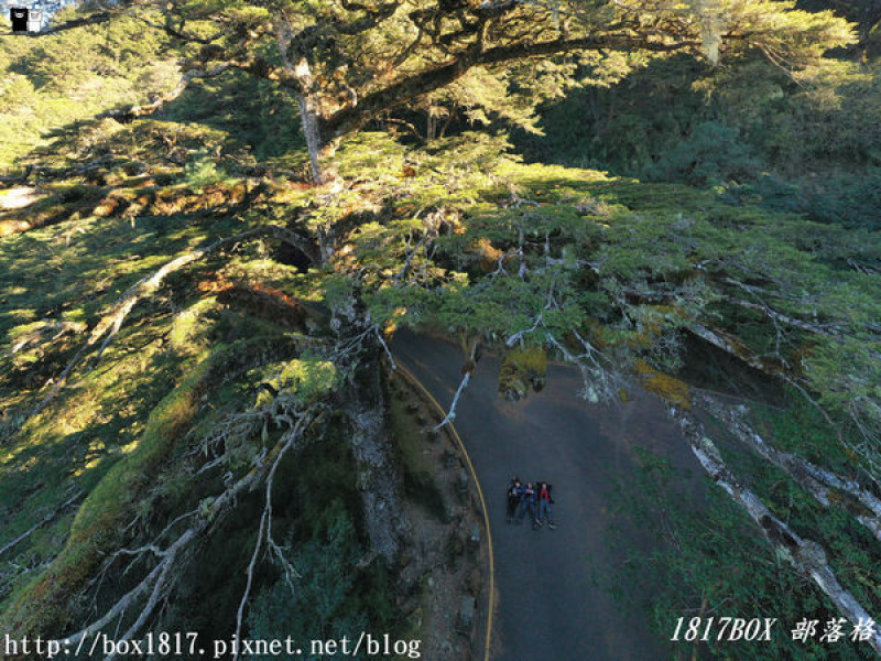 【南投。信義】大鐵杉樹齡800年。一把天然的綠色大傘。位在往鹿林山與玉山的登山入口的三叉路。大鐵杉登山步道