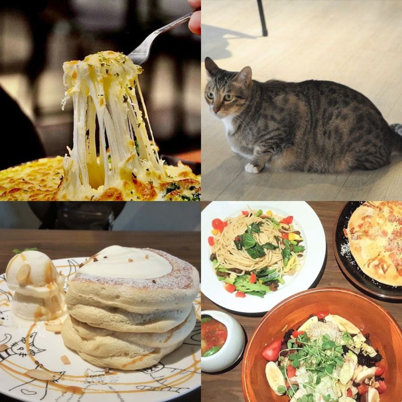 【捷運新埔站】貓咪控快來！多達10隻貓咪在等你吃飯 —貓嘰咕咖啡*蔬食素食餐廳