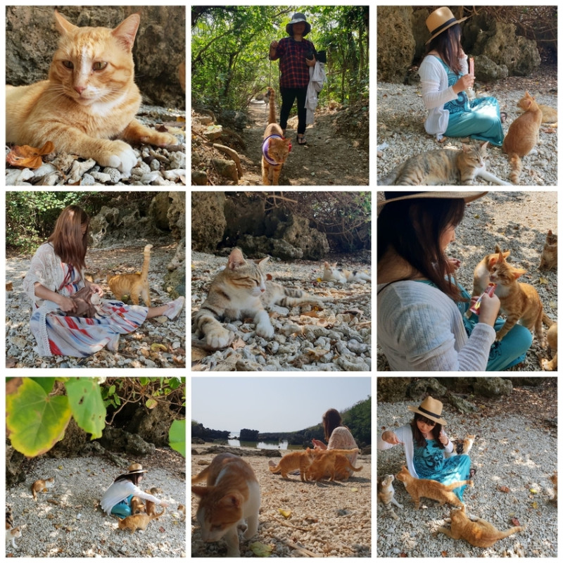 【屏東.恆春】小峇里島岩。記得帶肉泥。可以享受被貓咪包圍的感覺。這裡夕陽超美麗