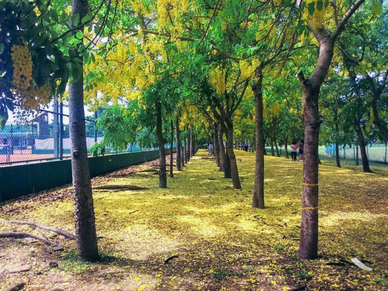 【旅遊】阿勃勒耀眼奪目！台南新營運動公園「黃金雨大道」美極了