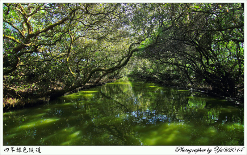 [遊記]【台南市安南區】四草綠色隧道。迷你版亞馬遜河~清幽之美感