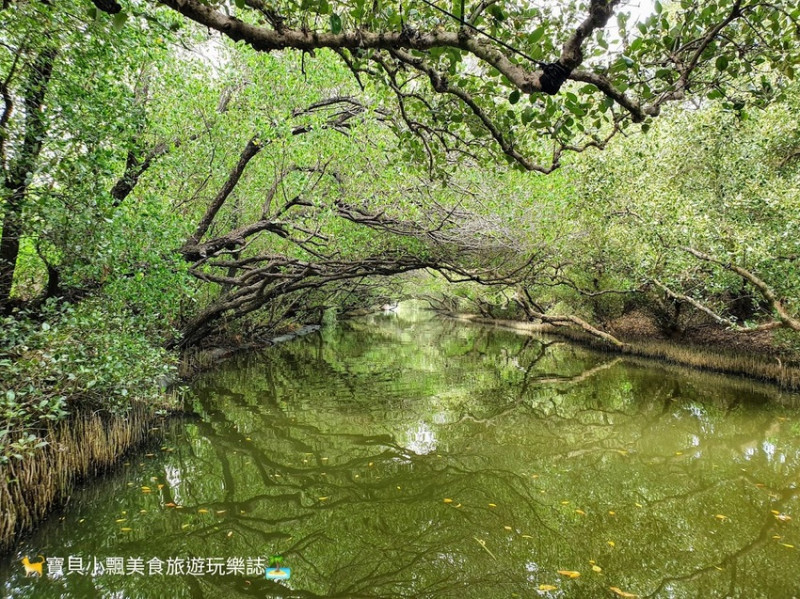 [遊]台南 不可錯過的自然美景 台灣袖珍版亞馬遜河 四草綠色隧道