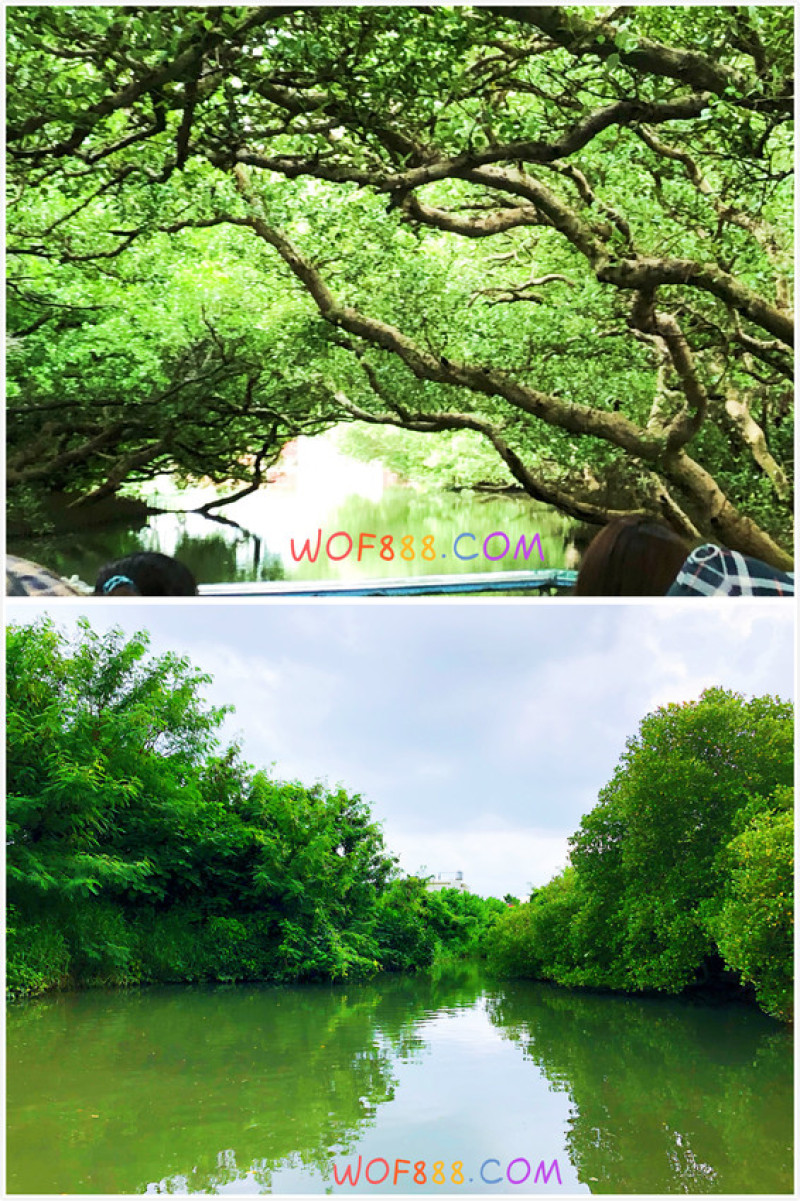 【四草綠色隧道】台灣迷你亞馬遜河，搭竹筏認識紅樹林生態!
