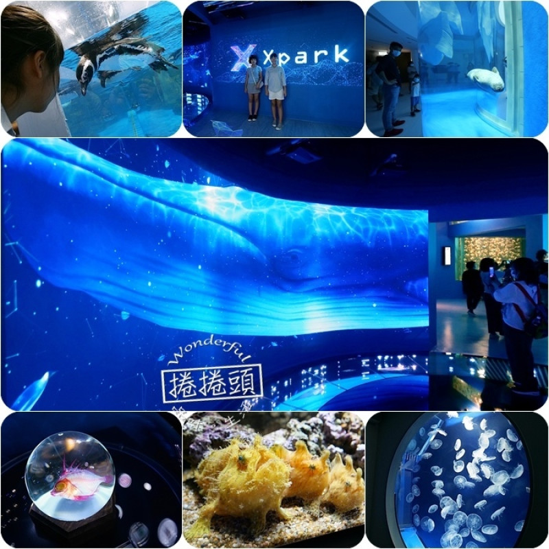 桃園XPARK首座海外水族館！「X Park」7大亮點整理，開幕日、訂票資訊、票價、營業時間、夜宿水族館！