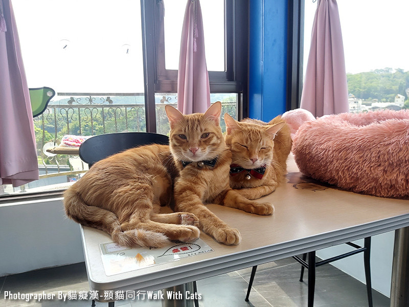 新竹峨眉景觀餐廳 - 愛君堡咖啡，超多貓咪陪你吃飯陪你玩!