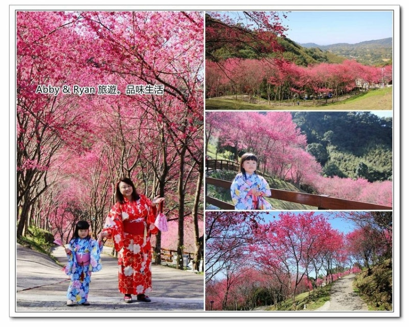 【桃園賞櫻景點】翠墨莊園~上千棵櫻花樹好壯觀。體驗日式浴衣來場偽出國吧！桃園復興櫻花景點