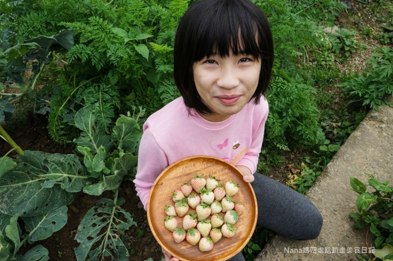 《新竹關西景點》長鑫莓果農園 誠懇實在 還有蜜桃香的白草莓可採收