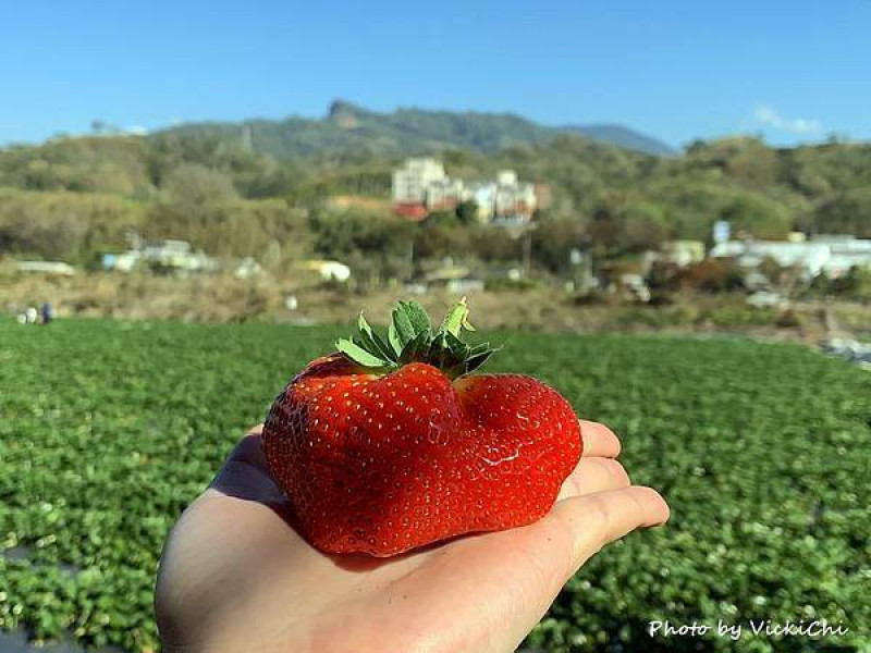 草莓季限定，苗栗大湖一等長宏原草莓園自採草莓大口吃