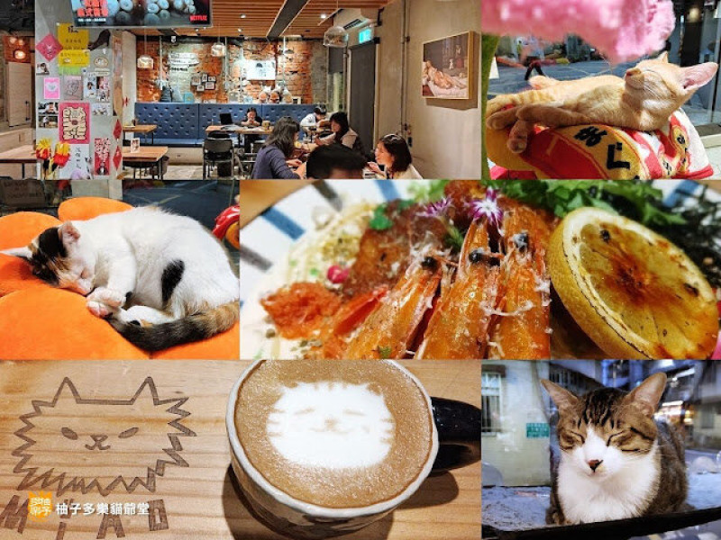 貓那邊(附菜單)：有好吃義大利麵又可以嚕貓的貓中途餐廳｜捷運市府站 臺北貓餐廳 貓咖啡 
