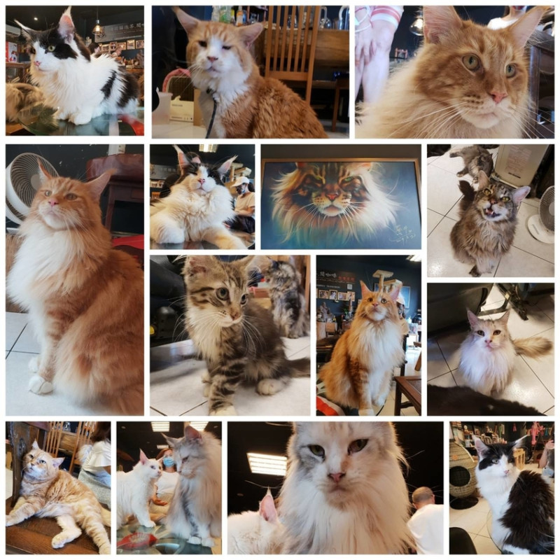 【新北.三芝】三芝緬因貓咖啡廳。享受被30隻貓咪包圍的快樂。咖啡+紅茶+薄荷茶