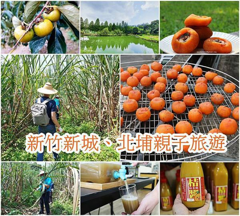 【新竹 旅遊】新竹風糖農莊體驗 親子一日遊、黑糖饅頭DIY 、六塘落雨松、柿子DIY
