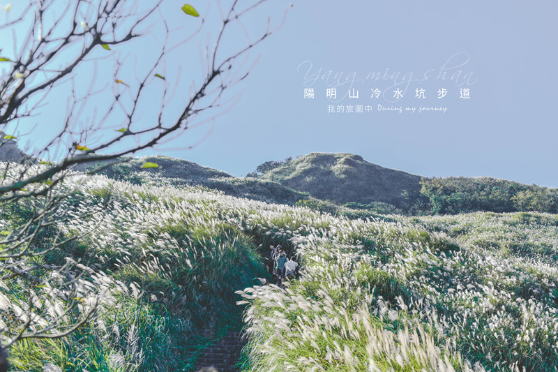 《台北士林》陽明山冷水坑步道 秋天限定的銀白色山巒