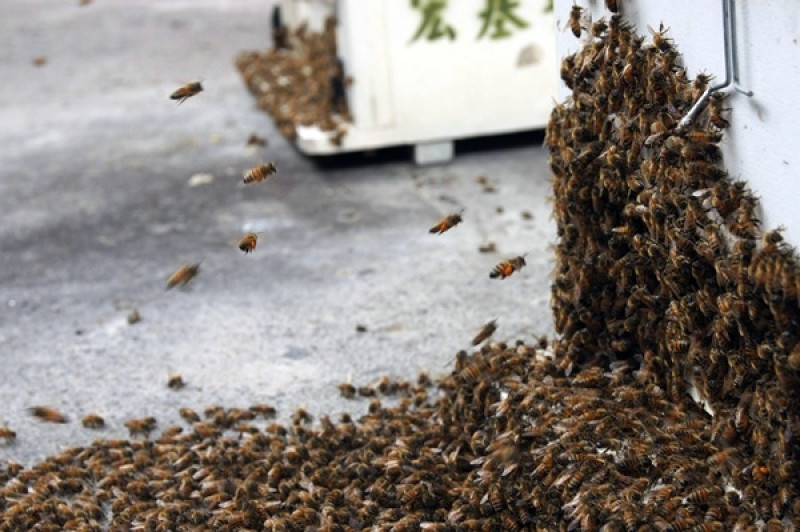 南投三天兩夜私房景點【宏基蜜蜂生態農場】看蜂品蜜、生態旅遊