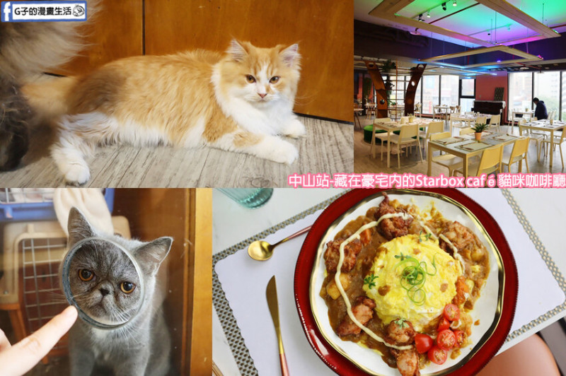 中山站-StarBox Cafe & Bar星盒貓語-台北貓咪咖啡廳,藏在豪宅內的貓咪餐廳,超療癒!