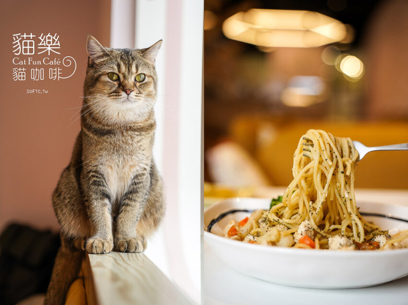 貓咖啡廳台北推薦「貓樂貓咖啡 信義遠百店」可愛療癒貓餐廳推薦