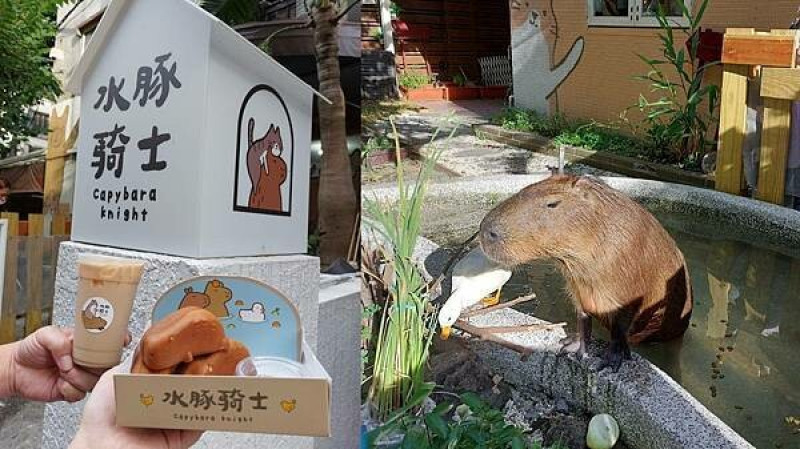 新北土城｜不用跑動物園,市區就能見到可愛水豚君跟柯爾鴨【水豚騎士】capybara knight