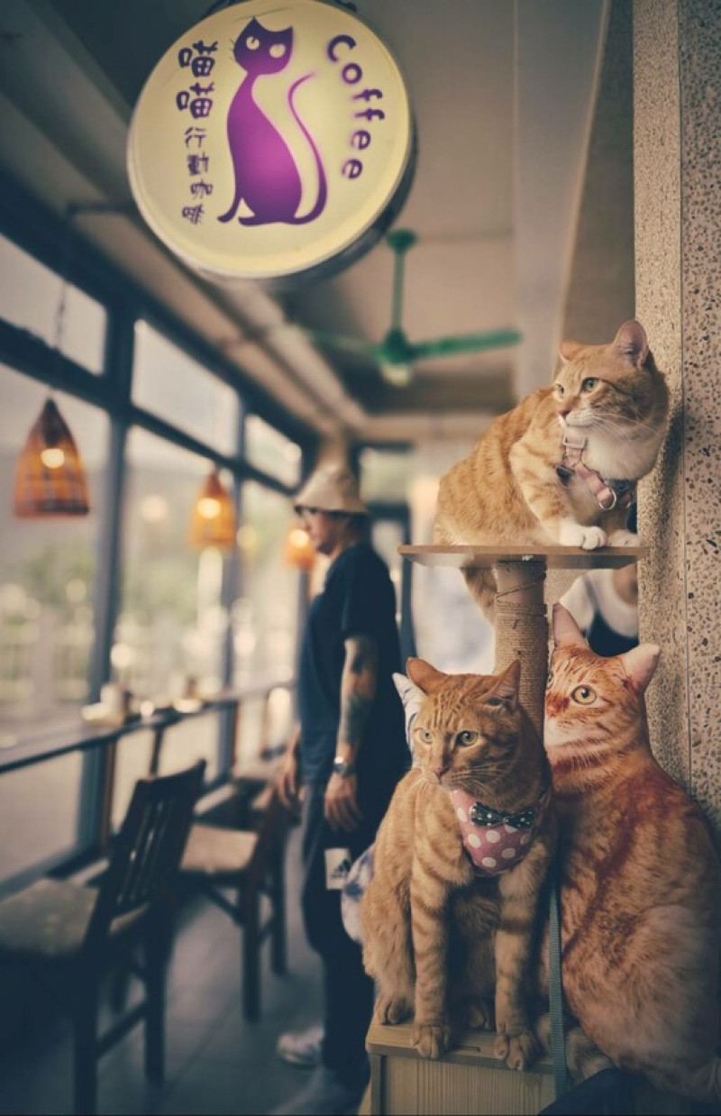【基隆】外木山喵喵咖啡館。可攜帶寵物內有多隻美短超親人。趕快來嚕貓貓 - 南洋峇里女子SPA館
