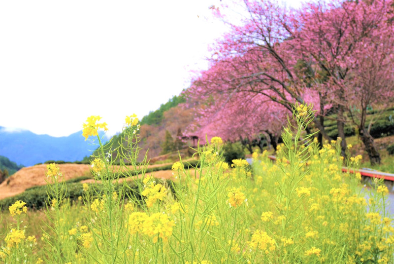 【台中和平區 | 景點】一處柔美的粉色夢境❀武陵農場