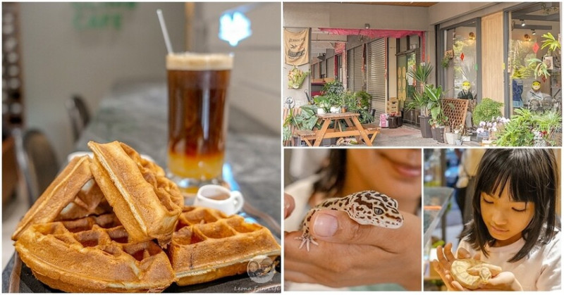 台中市北區台中特寵餐廳|爬咖啡CLIMB CAFE-喝咖啡放空，近距離和牛奶蛇、陸龜、守宮一起度過歡樂時光