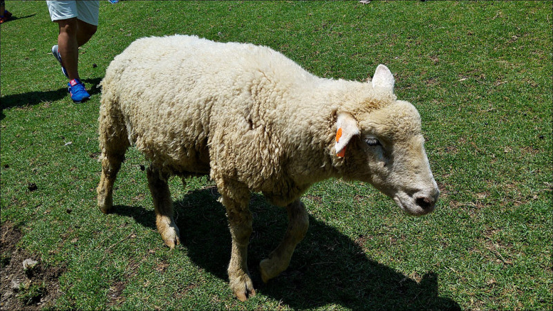 [南投] 清境農場青青草原 綿羊秀場次 要看綿羊秀記得要早點來 不然就只能餵綿羊跟騎馬