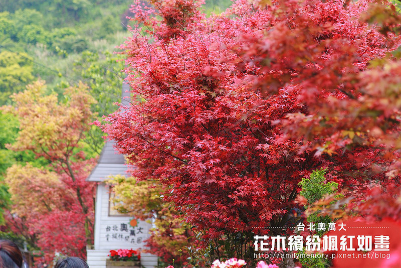 ╠陽明山景點╣花木繽紛楓紅如畫-春天也能賞紅楓，我在台北奧萬大