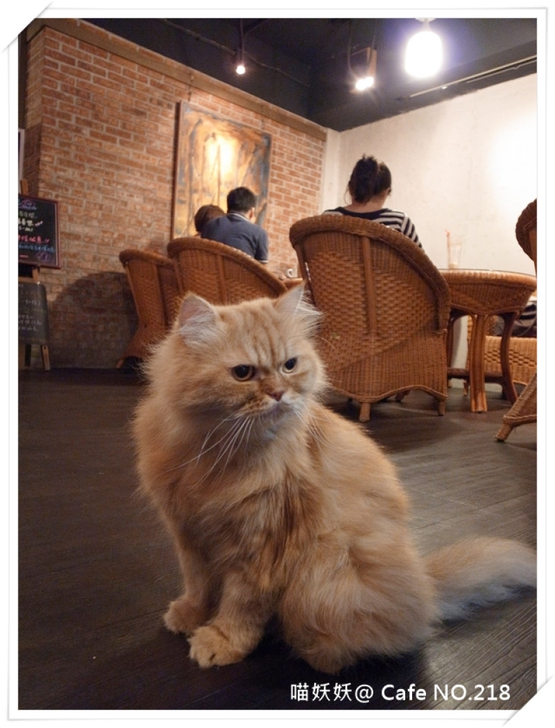 當小猴子遇上貓 隱藏版貓咪咖啡　＊小猴子咖啡廳 Café No. 218＊