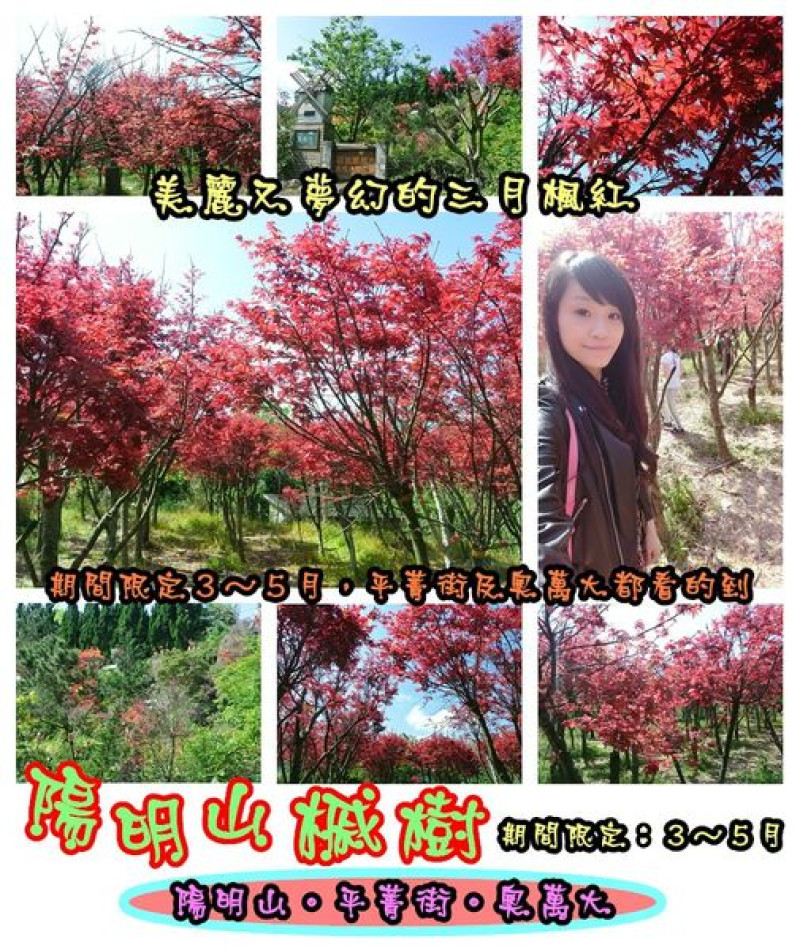 【遊記】oO。台北 陽明山 楓紅槭樹 漂亮的三月楓紅，真的第一次看到，不輸真正的楓紅～。o○。        
      