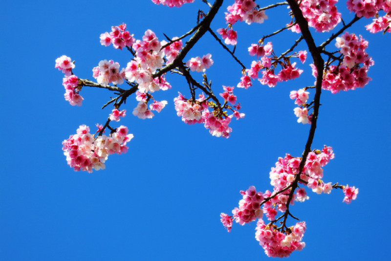 櫻花盛開飛舞時，25個陽明山賞櫻景點大公開