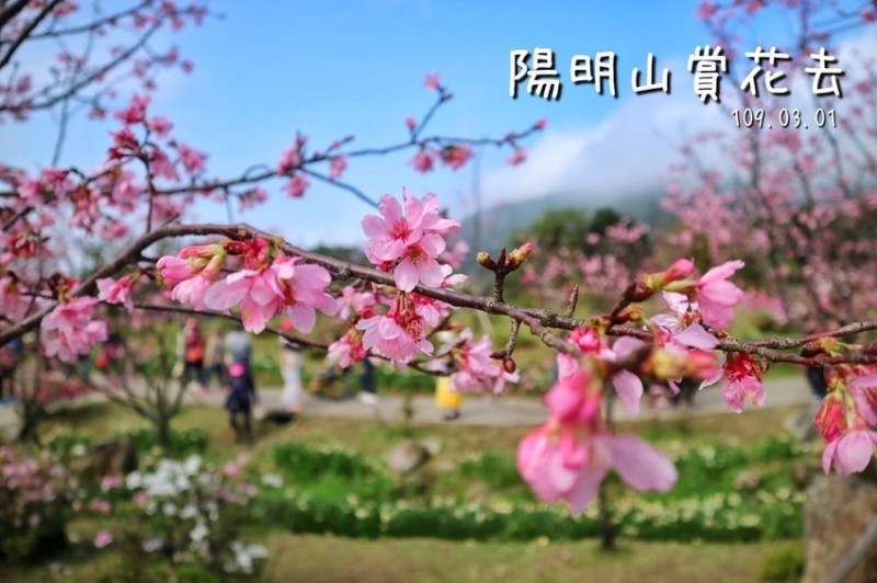 【旅遊】外地人怎麼去陽明山賞櫻花？全部交給大眾交通工具！