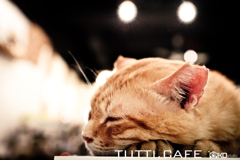 【東湖‧TUTTI 咖啡】有貓。芒果