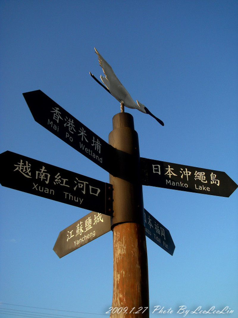 
台南七股景點。黑面琵鷺保護區賞鳥
