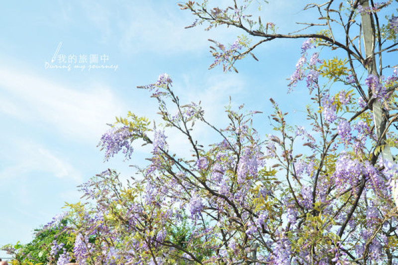 【遊記】台北 淡水 紫藤咖啡園 季節限定紫色花海(3/28花況)