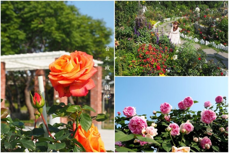 超過七百種玫瑰花盛開中,來這看花還可順便看飛機,占地1.3公頃台北最大玫瑰園,來2022台北玫瑰展享受浪漫香氣