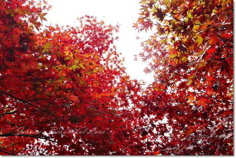 【台中和平】2014想楓就瘋。秋天迷人的福壽山農場