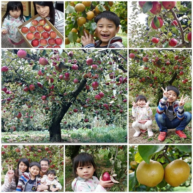 【台中和平】結實纍纍的果樹讓人興奮。福壽山之蘋果王傳奇